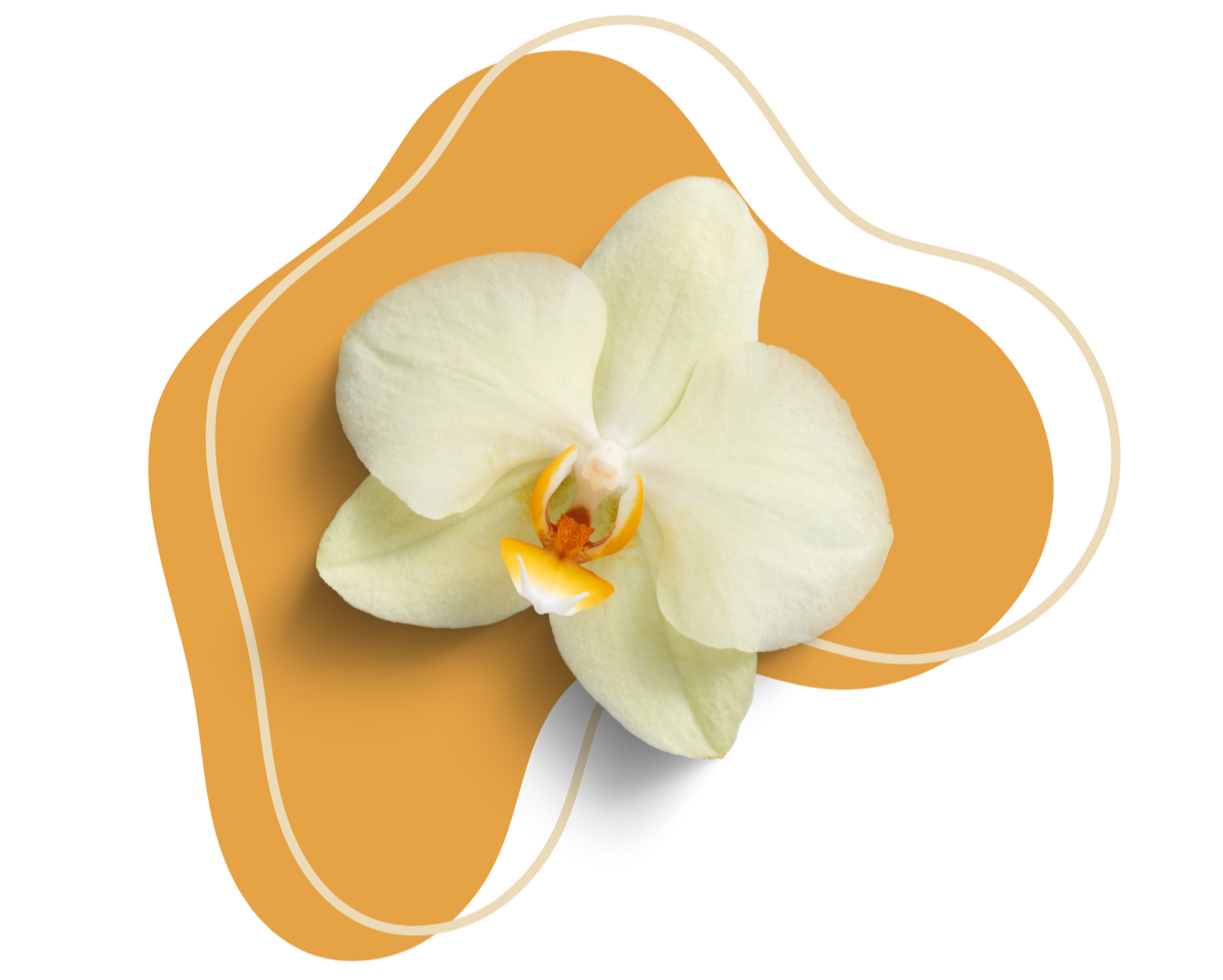 BODY BUTTER VANILLE